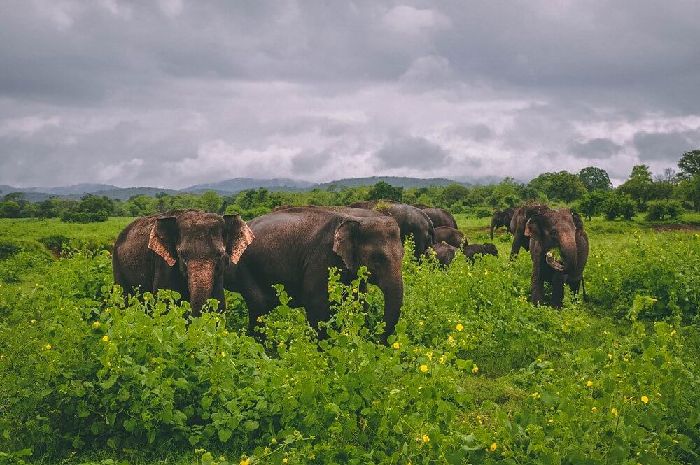 stado słoni na Sri Lance