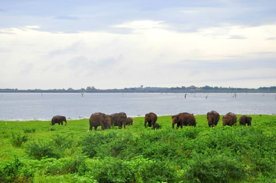 Stado słoni - Kaudulla National Park