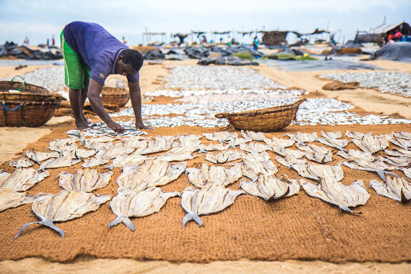 Rybny market Negombo Sri Lanka