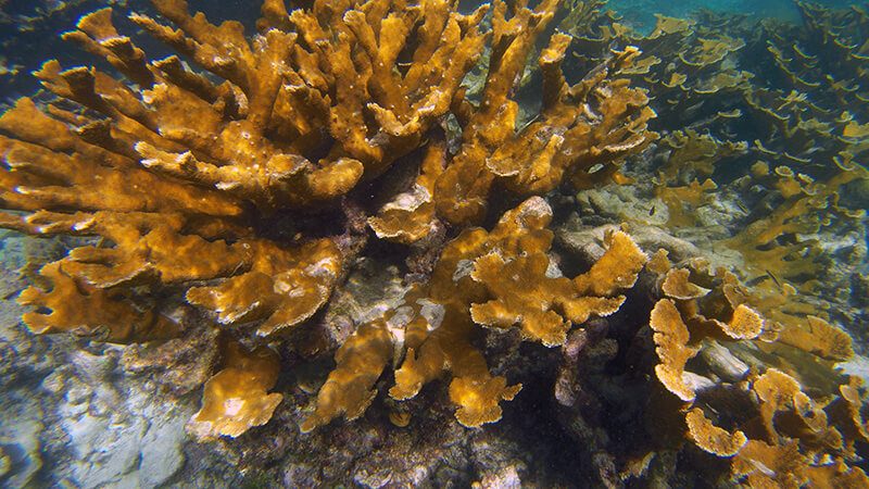 Rafa-koralowa-nurkowanie-Belize