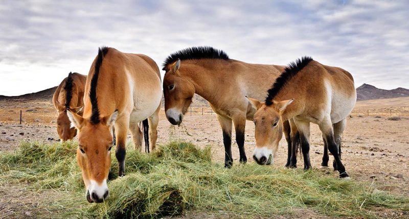 konie Przewalskiego - atrakcja Mongolii