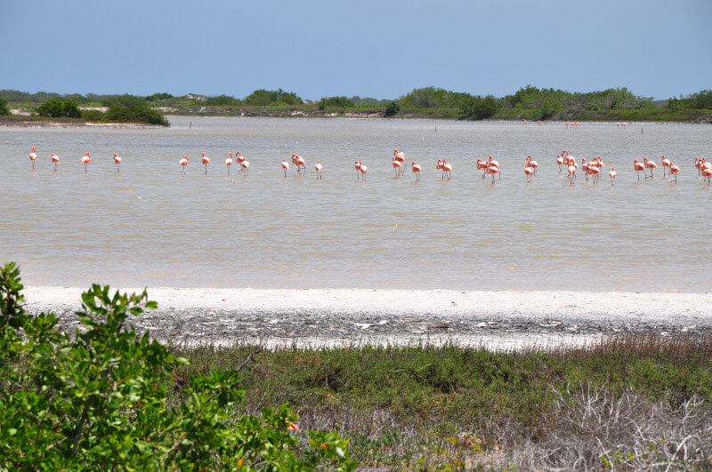 Flamingi-Jukatan-Meksyk