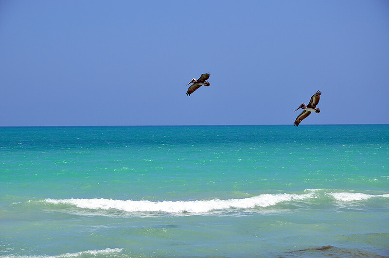 latające pelikany