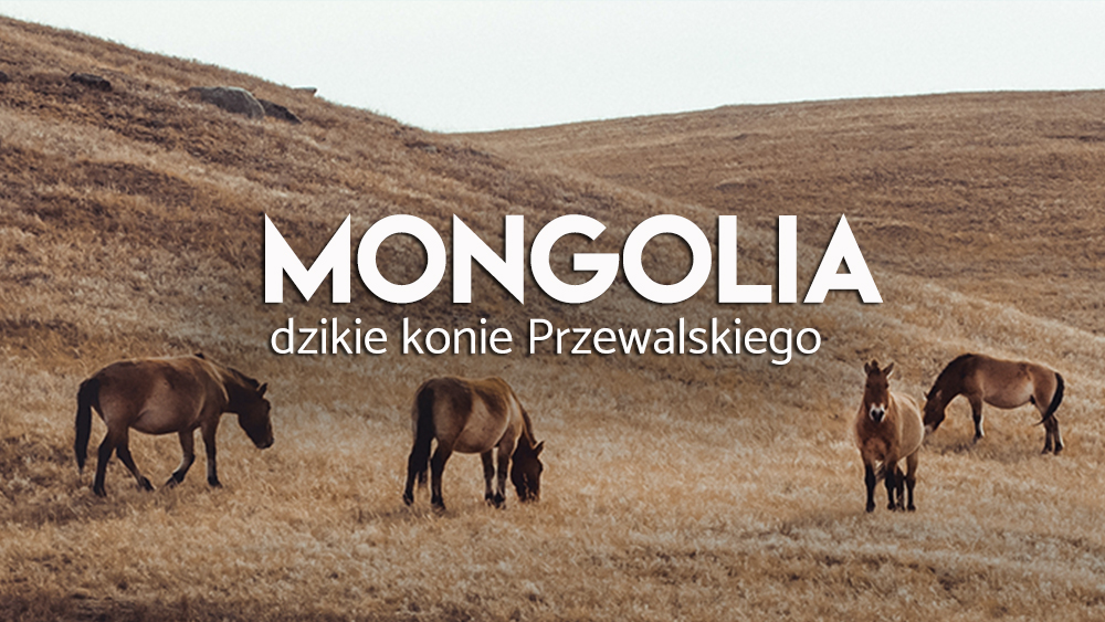 mongolia - atrakcje - konie