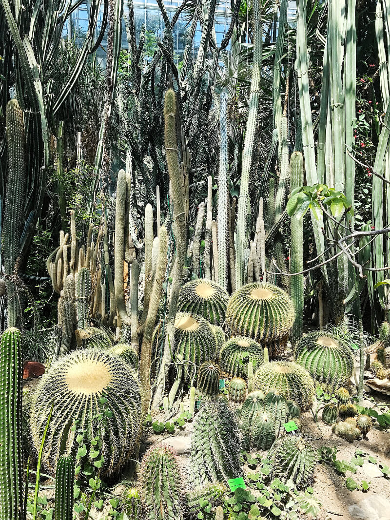 Kaktusy-poznan-cactus