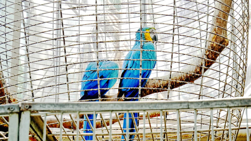 Papugi-Palmiarnia